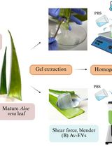 A Step-by-Step Protocol for the Isolation of Aloe vera–Derived Extracellular Vesicles via Manual and Shear-Force Homogenization