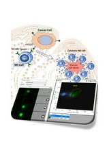 Quantitative Analysis of Splenic Natural Killer Cells of Mice Using Imaging Flow Cytometry