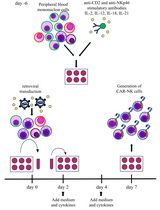 A Feeder Cell-Free System for Chimeric Antigen Receptor Gene Transduction Into Natural Killer Cells