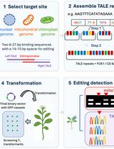 TALENs and Related Technologies for Editing Nuclear and Organellar Genomes in a Model Plant, <em>Arabidopsis thaliana</em>