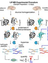 利用有限蛋白水解质谱鉴定脑组织中的蛋白质结构差异