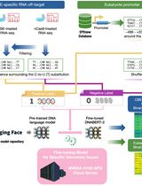 针对特定基因组学问题的 DNA 语言模型微调与评估工作流程