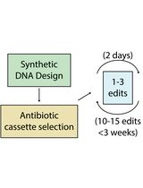 从设计到实践:利用抗生素抗性标记快速进行大肠杆菌多重基因组工程的系统教程