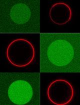 Reconstitution of Active Plant H+-ATPase AHA2 in Giant Unilamellar Vesicles