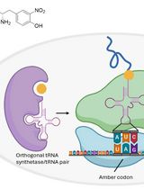 Efficient and Site-Specific Incorporation of 3-Nitro-Tyrosine Into Recombinant Proteins in Escherichia coli