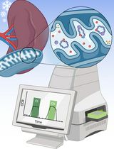 利用冻存小鼠胎盘组织评估线粒体呼吸复合体相关功能