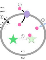 Fluorescence-Based Ion Transport Assays Using Proteoliposomes