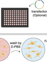 A Cell-Based Protocol to Assess Manganese Content and Relative Transport Activity of Manganese Transporters