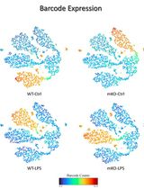 An Advanced Single-Cell RNA Sequencing (scRNA-seq) Protocol Utilizing Custom-Designed Multiplexing