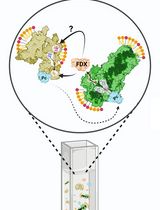 Kinetic Determination of Cytochrome b6f Activity In Vitro