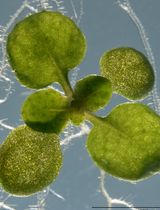 Quantitative Assessment of Heat Shock-Induced Ferroptosis-Like Cell Death via Electrolyte Leakage in Arabidopsis thaliana Seedlings