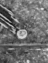 Extraction and Isolation of Extracellular Vesicles From <em>Piper betle</em> Leaves Using the Apoplastic Fluid Washing and Size Exclusion Chromatography Method