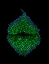 Detecting Touch-Induced Calcium Dynamics With Live-Cell Imaging in <em>Torenia</em> Stigma