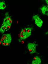 A Versatile In Vitro Quantitative Assay for Macrophage Efferocytosis in Diverse Research Applications
