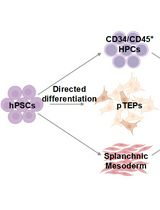Generation of Functional Patient-Specific Thymus Organoids From Human Pluripotent Stem Cells (hPSCs) Using Air–Liquid Interface Culture