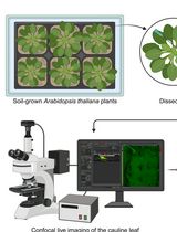 Analysis of Cauline Leaf Development in <em>Arabidopsis thaliana</em> Using Time-Lapse Confocal Microscopy