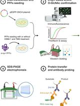 Chemoenzymatic Labeling Method for Detection of O-GlcNAcylated α-Synuclein Proteins by Western Blot