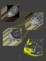3D Reconstruction of Mature <em>Arabidopsis</em> Ovules Using FIB-SEM to Study Filiform Apparatus Morphology