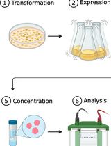 One-Step Affinity Purification of MarathonRT Reverse Transcriptase for RNA Sequencing Applications