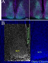 Histomorphometrical Analyses of the Mouse Suprachiasmatic Nucleus