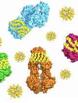 PEPTERGENT: A Peptide-Based Reagent for Detergent-Free Extraction of Membrane Proteins and Purification of Membrane Proteomes