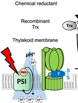 利用体外类囊体实验评估硫氧还蛋白介导的 CFoCF1 还原