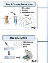 利用 Oligo(dT) 荧光原位杂交观察果蝇内部组织中的 poly(A) mRNA