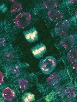 ROOT-ExM: Super-Resolution Imaging of Proteins in <em>Arabidopsis</em> Roots by Expansion Microscopy