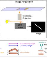 Quantification of Spatial Patterns of Microtubule Transport by Kinesin-1 Head and Tail