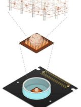 Measuring Electrophysiological Activity in Acute Brain Slices, Spheroids, and Organoids Using 3D High-Density Multielectrode Arrays