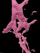 Versatile Dual Mounting Enables Larval Zebrafish Imaging Across Microscope Configurations