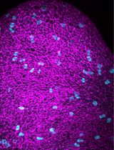 Quantitative Analysis of Cell and Tissue Shape During Mouse Cranial Neural Tube Closure