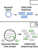 Enriching Bacteria-Specific RNA From Host Samples Before NGS With Transcript-Capture