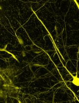 Detection of Target Molecules Within One-Millimeter-Thick Mouse Brain Slices by Using Peroxidase-Fused Nanobodies and Fluorochromized Tyramide-Glucose Oxidase Reaction