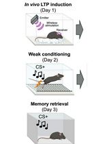 Optogenetic LTP Manipulation and Mathematical Modeling to Investigate Value Plasticity of the Instructive Signal in Mice