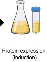 NADH-Dependent Oxidoreductase Activity Assay of OsAIM1 Using a Microplate Reader