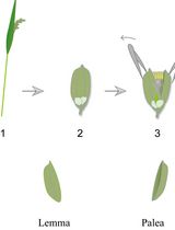 Lodicule Isolation and Morphometric Analysis During Rice Floret Opening