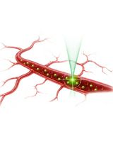 Protocol for In Vivo Two-Photon FCS to Measure Nanocarrier Number and Flow Velocity in Mouse Cerebral Microvasculature
