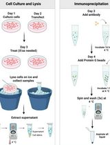基于免疫沉淀法检测哺乳动物细胞系中Akt激酶活性的非放射性激酶实验