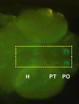 Whole-Mount Immunostaining of Tyrosine Hydroxylase for Dopaminergic Neuron Analysis in Zebrafish Larvae