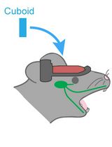 Hemispherectomy-Based Optical Window for In Vivo Visualization of Trigeminal Ganglion Neurons in Mice