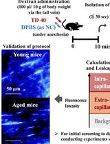 利用荧光葡聚糖定量评估心脏深部毛细血管的通透性