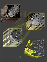 更正：利用 FIB-SEM 三维重建成熟拟南芥胚珠以研究丝状器形态 