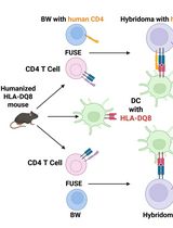 Improved Protocol for Establishing CD4<sup>+</sup> Hybridomas Specific for Human Class II MHC/Peptide Complex