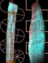 4D Imaging of Brown Algal Cells