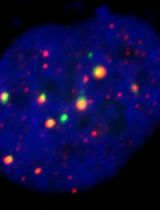 A Dual-gRNA CRISPR/Cas9 System for Efficient Generation of Large Fragment Deletions in Poplar