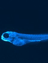 An Optimized Protocol for the Characterization of Zebrafish ApoB-Containing Lipoproteins Using the LipoGlo System