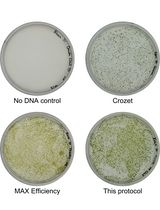 Simple Electroporation of <em>Chlamydomonas reinhardtii</em> Strains With an Intact Cell Wall