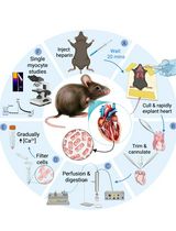 A Simplified Langendorff-Based Method for Mouse Cardiac Myocyte Isolation