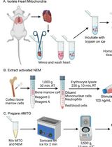 Preparation and Characterization of Neutrophil Membrane-Fused Mitochondria (nMITO)